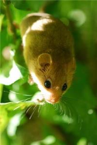 Dormouse Journal