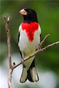 A Gorgeous Rose-Breasted Grosbeak Bird Journal
