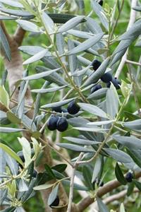 Olives on the Tree Journal