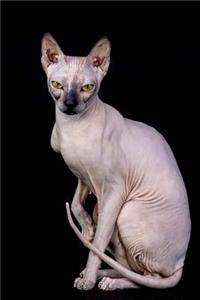 The Sphynx Cat Journal