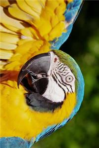 Blue and Gold Macaw with Raised Wing Journal