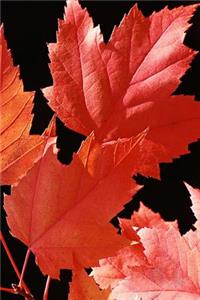 2019 Weekly Planner Red Maple Leaves Autumn Season 134 Pages