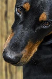 Beauceron Dog Close Up Journal