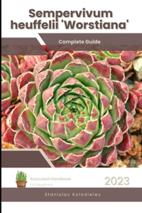 Sempervivum heuffelii 'Worstiana'