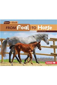 From Foal to Horse