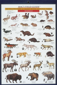 Mac's Field Guides: Yellowstone Birds & Mammals