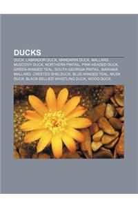 Ducks: Duck, Labrador Duck, Mandarin Duck, Mallard, Muscovy Duck, Northern Pintail, Pink-Headed Duck, Green-Winged Teal, Sout