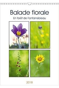 Balade Florale En Foret De Fontainebleau 2018