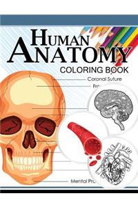 Human Anatomy Coloring Book