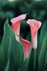 Calla Lily