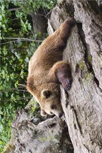 Adult Brown Bear Just Chilling on a Log Journal