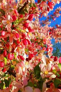 Journal Spring Cherry Tree Blossoms