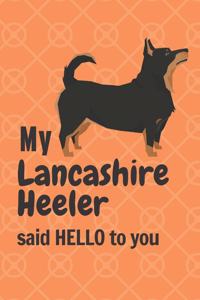 My Lancashire Heeler said HELLO to you