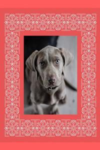 Weimaraner Dog