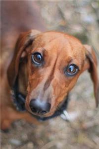 Sweet Brown Daschund