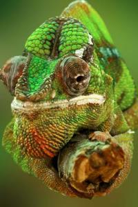 Well, Hello Mr. Chameleon Journal