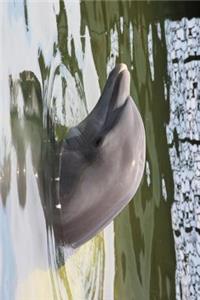 Dolphin Head Out of Water Journal