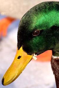 Duck Notebook