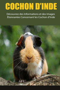 Cochon d'Inde