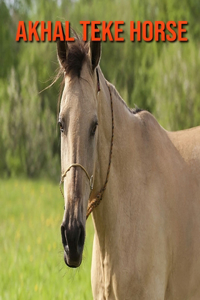 Akhal Teke Horse