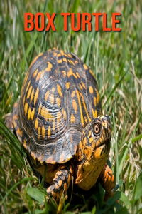 Box Turtle