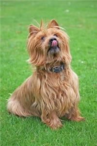 The Australian Terrier Dog Journal
