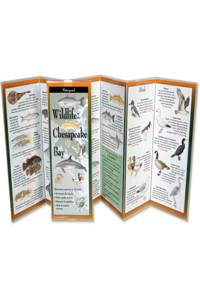 Wildlife of the Chesapeake Bay