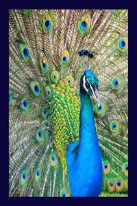 Peacock Notebook