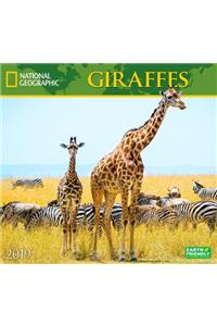 National Geographic Giraffes 2019 Calendar