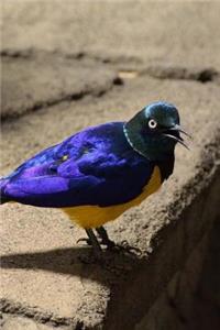 Long Tailed Glossy Starling Notebook