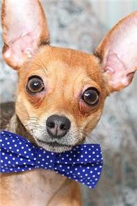 A Handsome Chihuahua Dog Journal