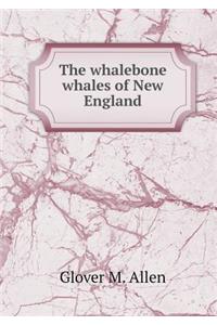 The whalebone whales of New England