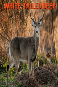 White-Tailed Deer
