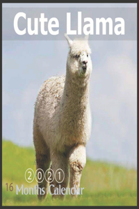 Cute Llama