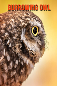 Burrowing Owl