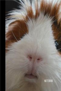 Guinea Pig Notebook