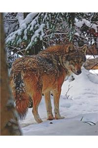 Wolf in Wintertime