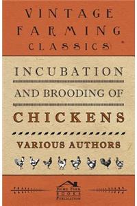 Incubation and Brooding of Chickens