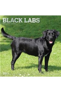 Labrador Retrievers, Black 2019 Square Foil