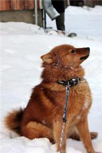 The Finnish Spitz Dog Journal