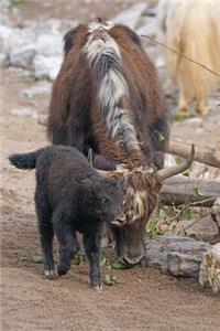 A Mother and Baby Yak Himalaya Asia Journal