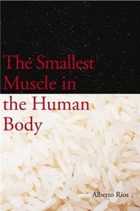 The Smallest Muscle in the Human Body