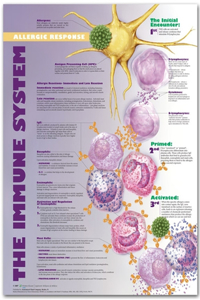 Immune System: Allergic Response Anatomical Chart