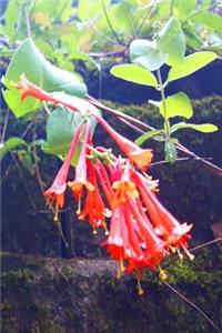 2019 Daily Planner Honeysuckle Blooms Vine 384 Pages