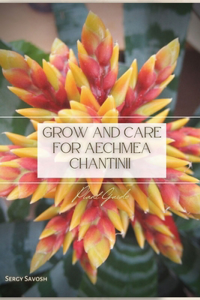 Grow and Care for Aechmea Chantinii