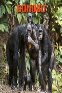 Bonobo