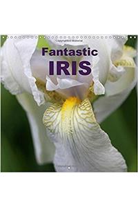Fantastic Iris 2017