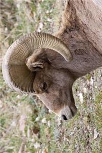 Bighorn Sheep Journal: 150 page lined notebook/diary