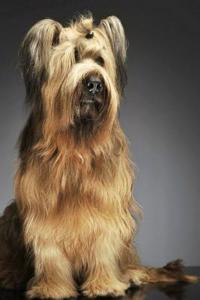 Briard: Artified Pets Dog Journal/Notebook/Diary