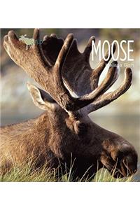 Moose
